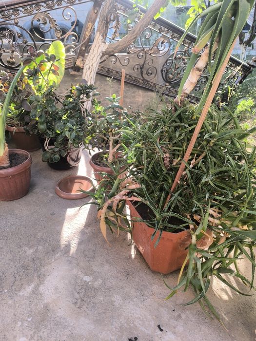 Aloe va boshqa gullar