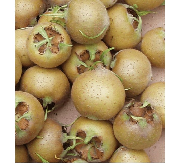 Мушмула (Mespilus germanica)