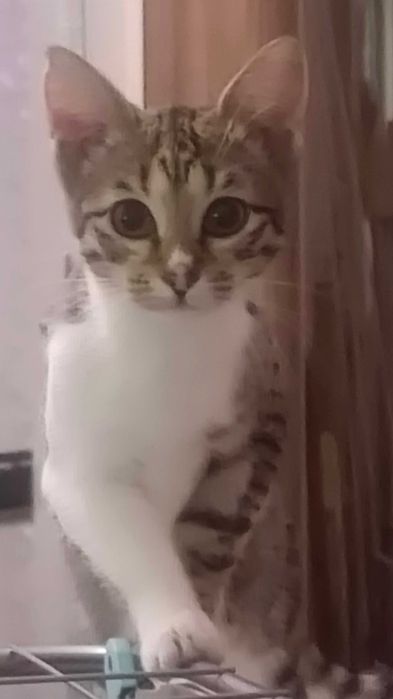 Отдам котенка окрас полосатый