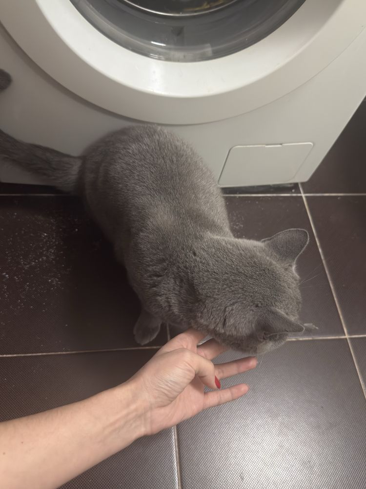 Кошечка ищет себе дом