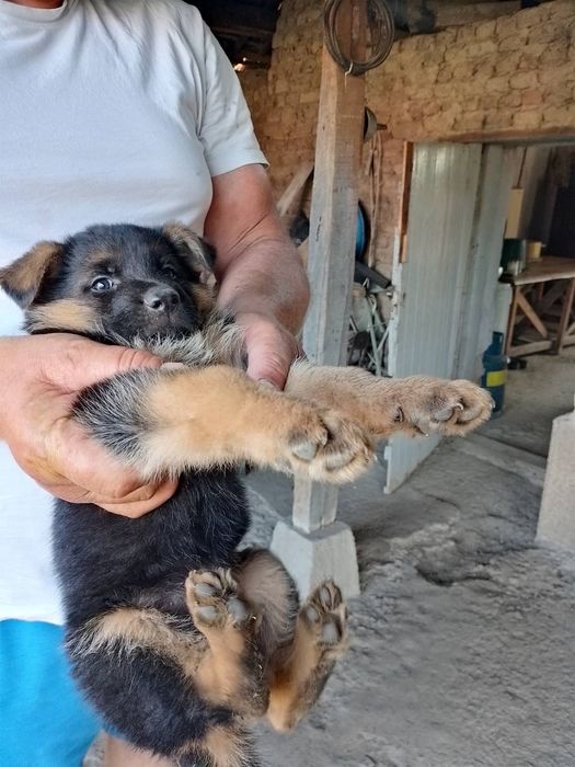 Продавам чистокръвни немски овчарки