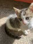 Adoptii pisici gratuit