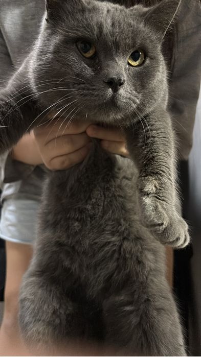 Отдам кота в хорошие руки за даром