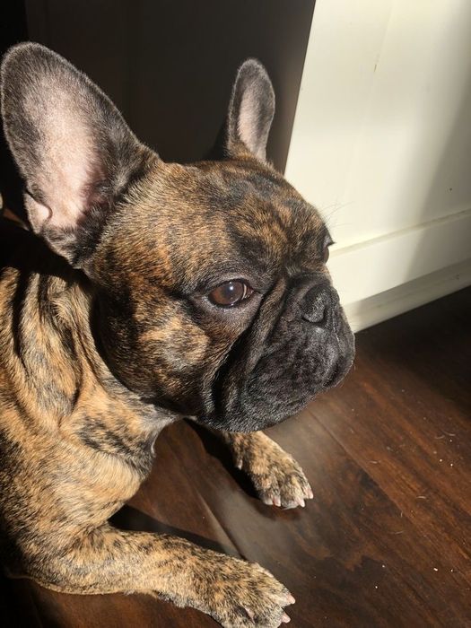 Ingrijire si plimbare pet (caini si pisici ) la domiciliu
