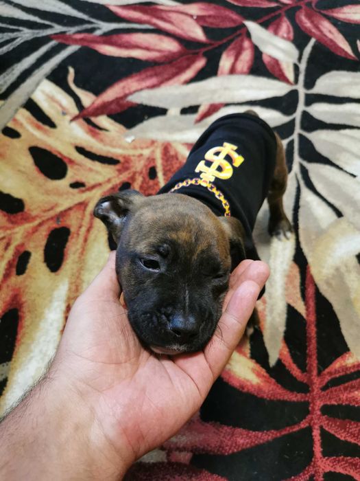 Питбул мъжки 2 месеца