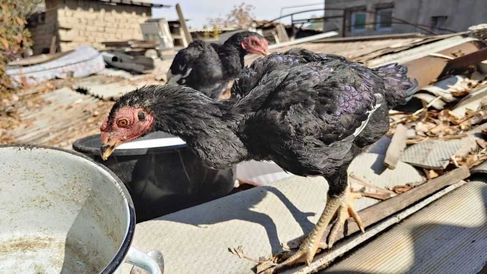 КО ШАМО японка хуроз жужалари сотилади