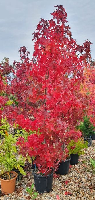 Arborele De Guma( Liquidambar Styraciflua)