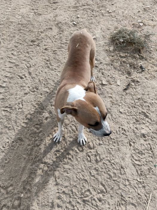 Pitbul kuchugi bahorgi kuchuk