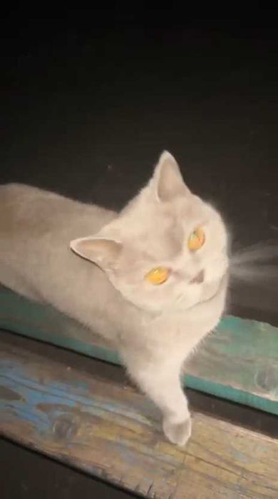 Найдена породистая кошечка. Чья потеряшка?