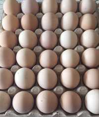 Ouă proaspete de la găini de casă