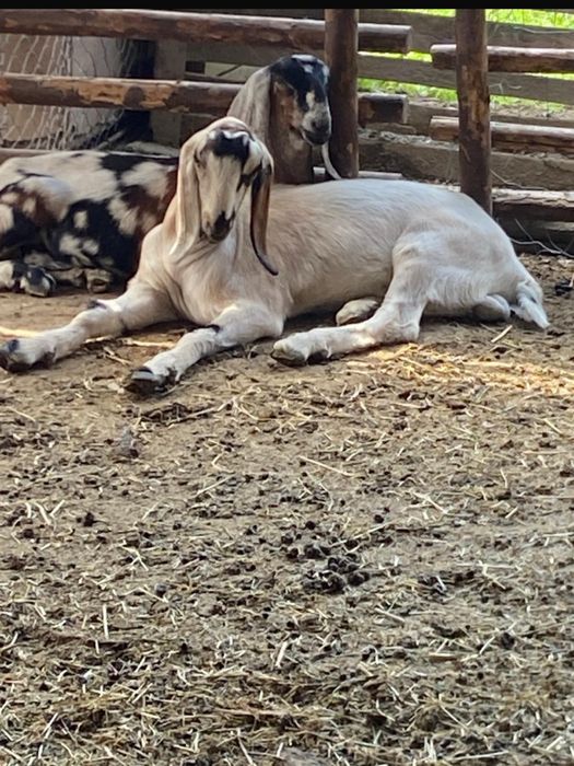 Vindem capre anglonubiene