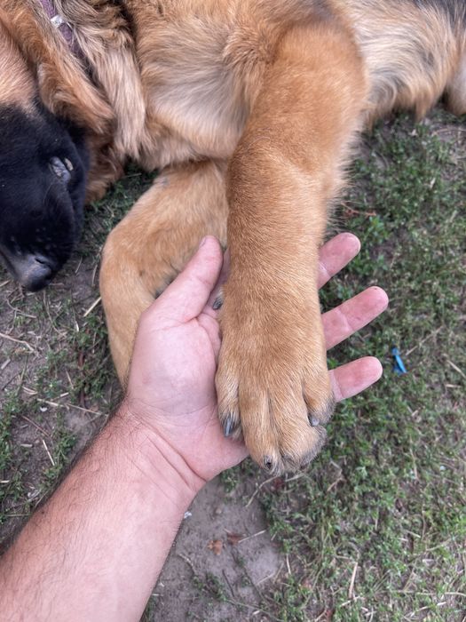 Продавам Немски и белгийски овчарки