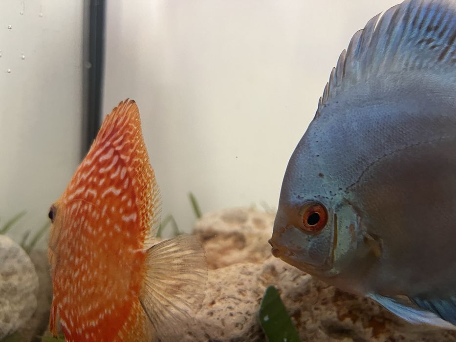 Pesti discus doua bucati