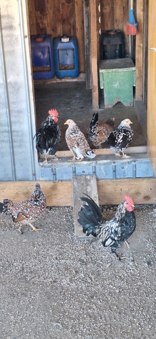 Vând gainuse pitici