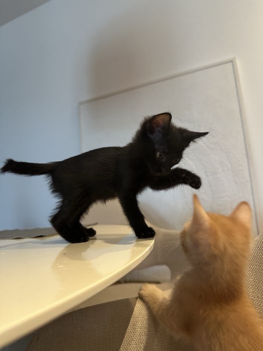 Adoptie pui pisica nascuti pe 17 august. (Voluntari + Bucuresti]