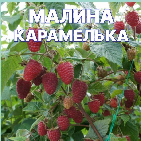 Саженцы малина Карамелька