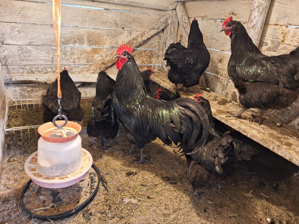 Oua de gaina proaspete pt consum sau incubat rasa australorp