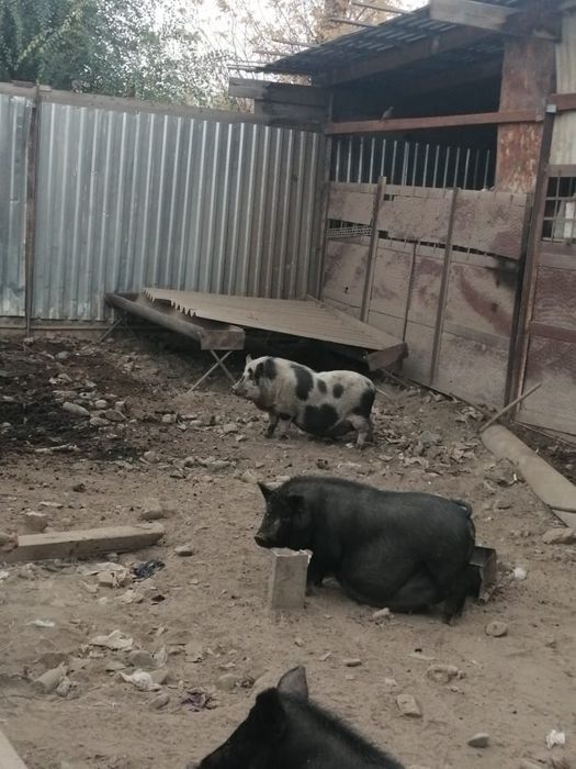 Поросята Вьетнамские