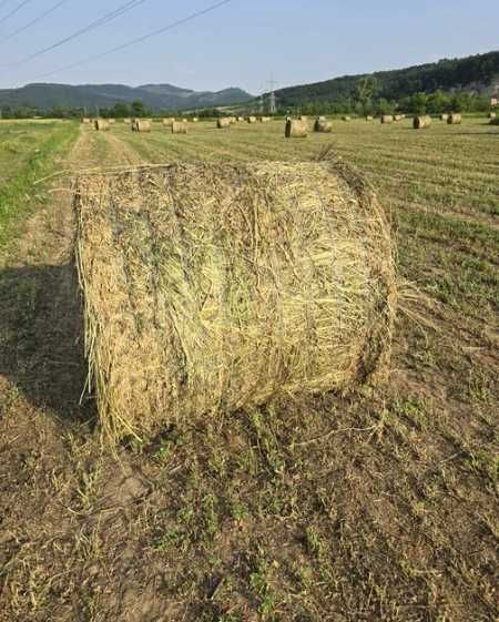 Baloti de lucerna – rotunzi și dreptunghiulari – calitate superioară
