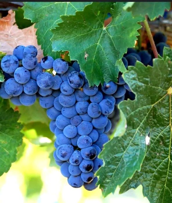 vând struguri de vin