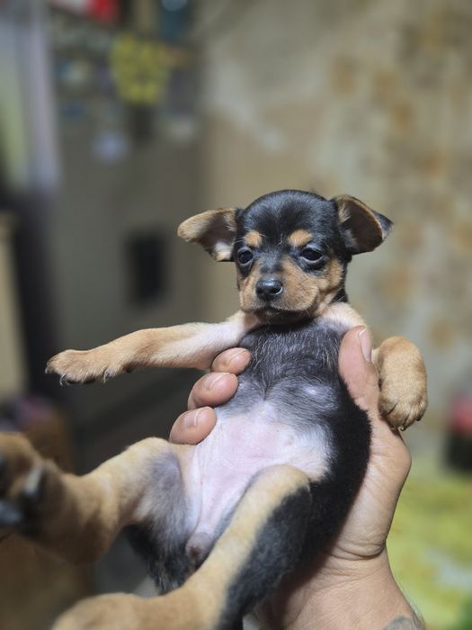 **Мини чихуахуа***