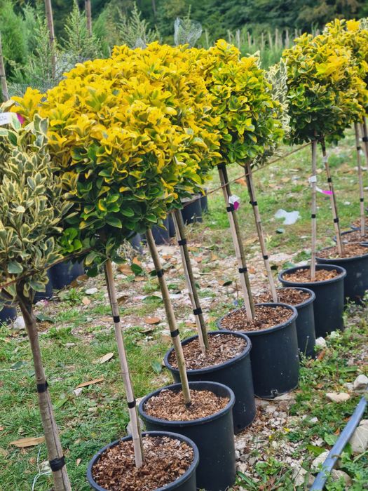 Tuia Leyilandii la ghiveci Plante si Copacii ornamentalii