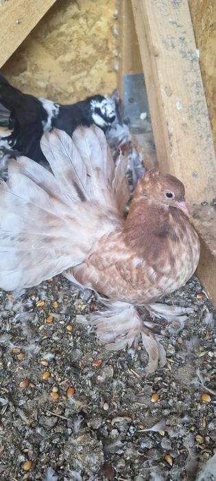 Vând porumbei voltați indieni