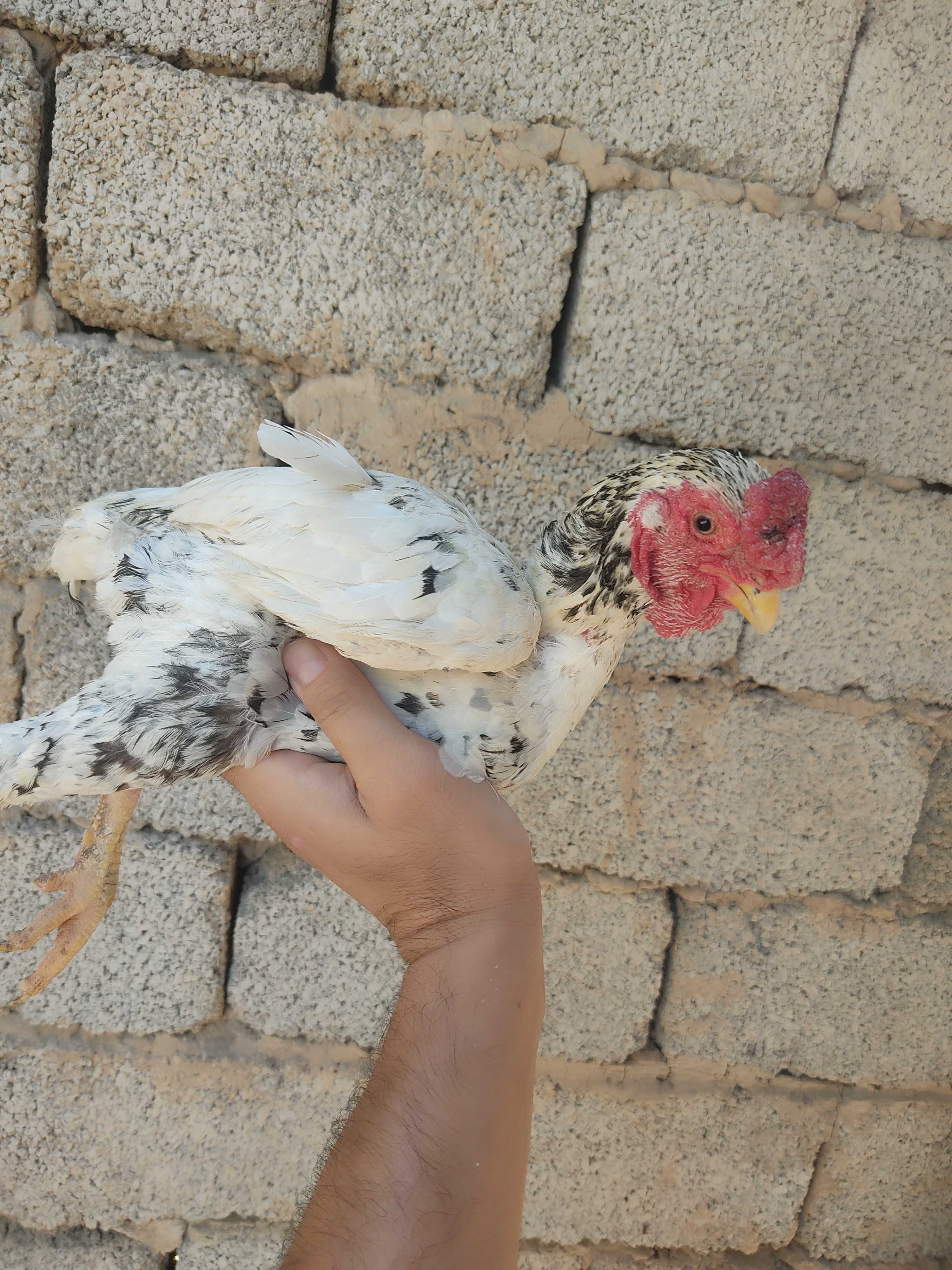 Sogʻlom ko shamo parala
