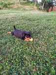 pui Rottweiler – femelă, 2 luni