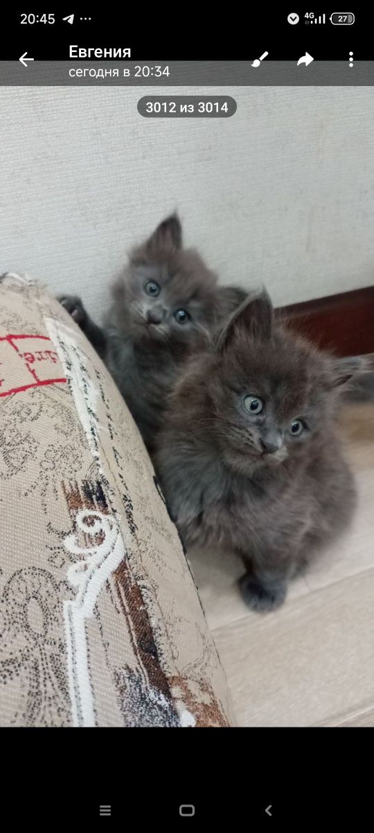 Блю рашн котята 3 штуки