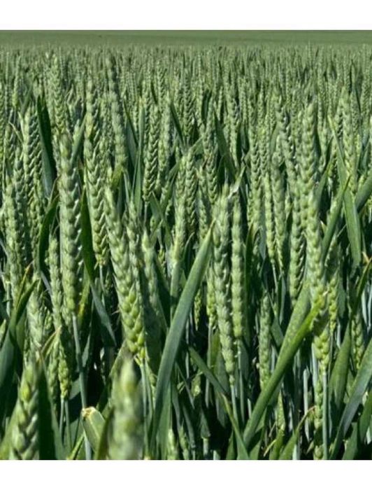 Seminte Grau de Toamna Avenue, 500 kg, Fertillia