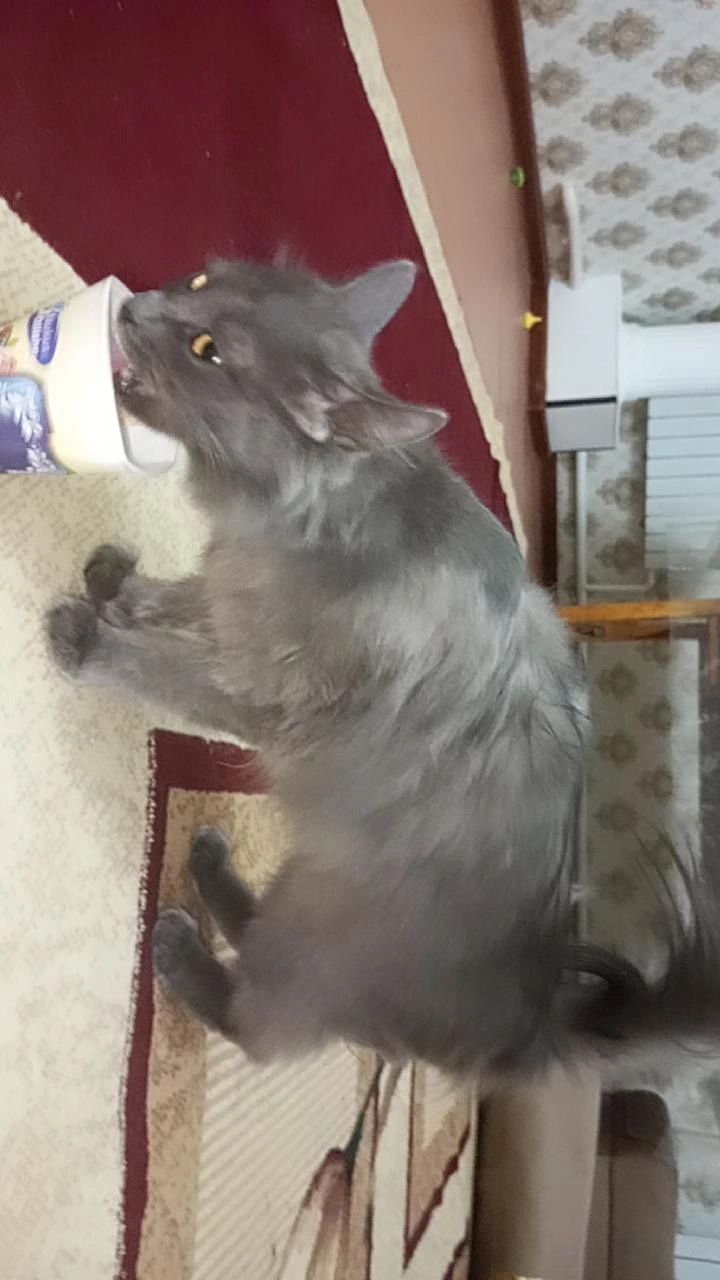 Британская кошка