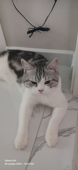 Отдам кот в   хорошые руки