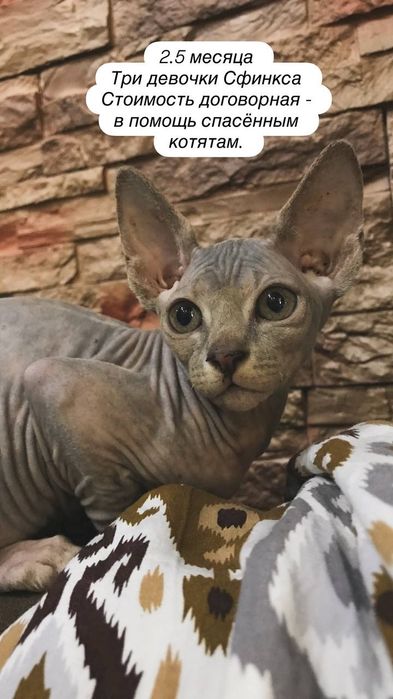 Котята породы Сфинкс. 2,5 месяца .