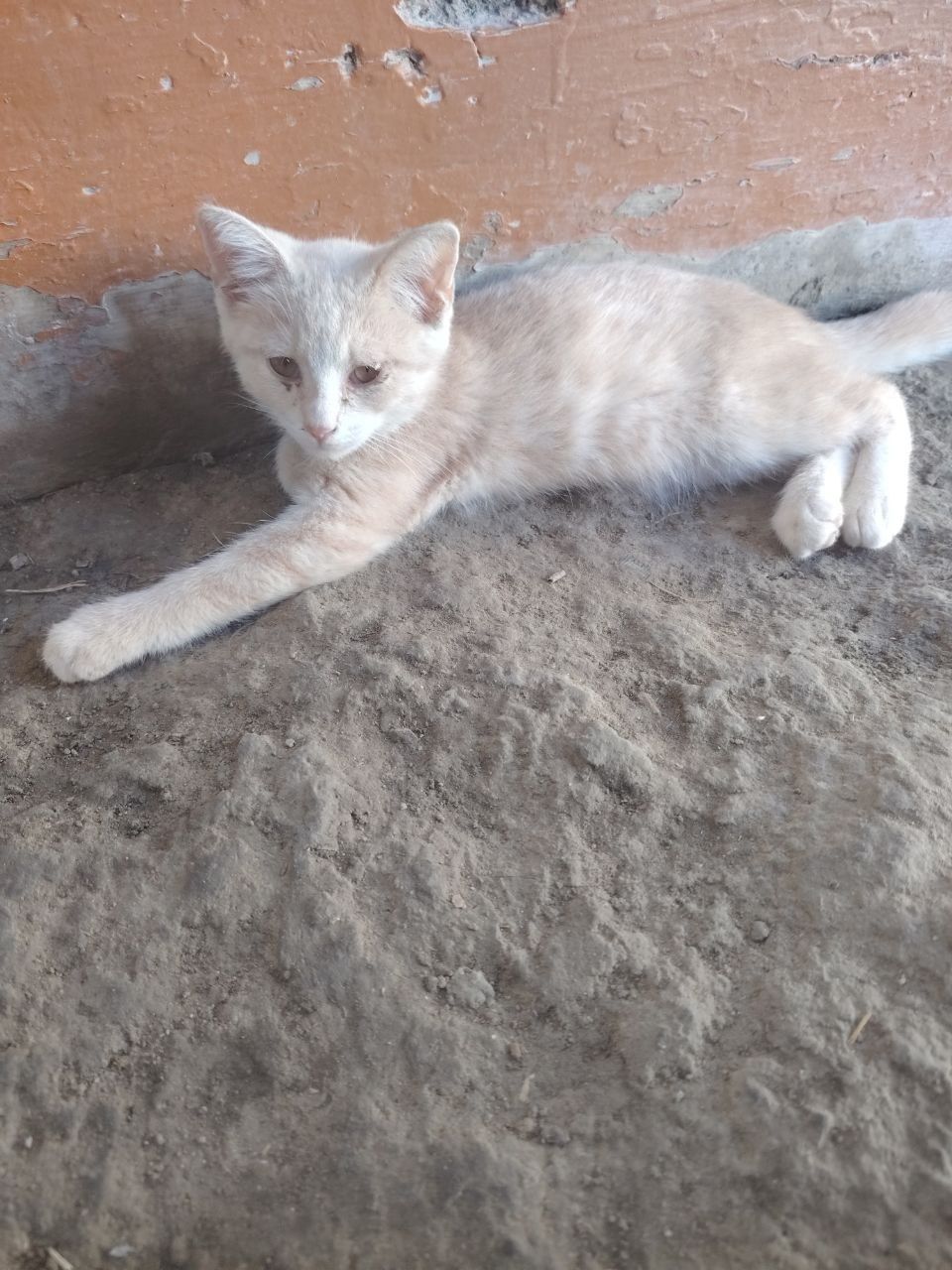 mushukchalar sotiladi