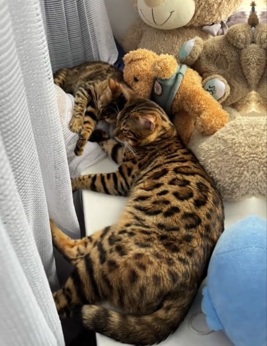 Бенгальский кот продам