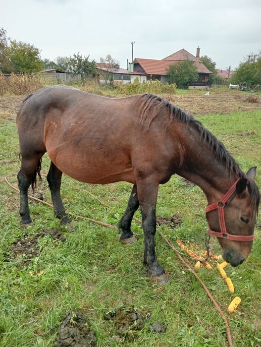 Vând iapa cu mnza