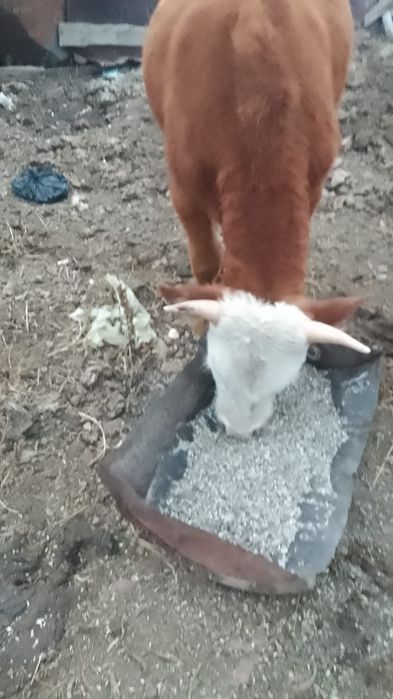 Асалаумағалейкум