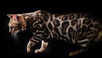 Вязка бенгальский кот шикарного окраса