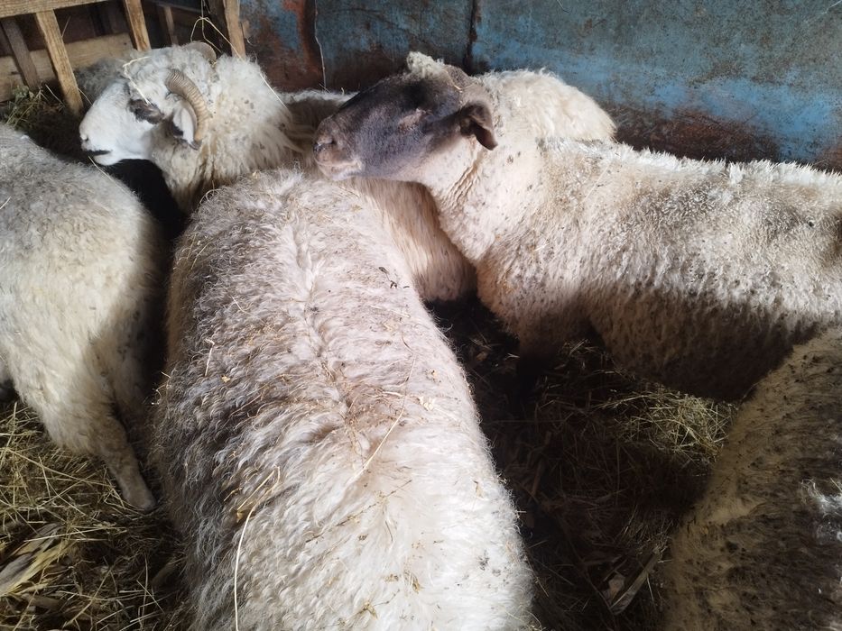 Vind oi tratate rasa Bîrca și turcana