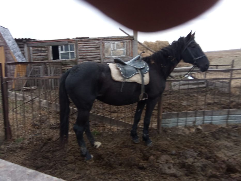 Продам лошадь верховая