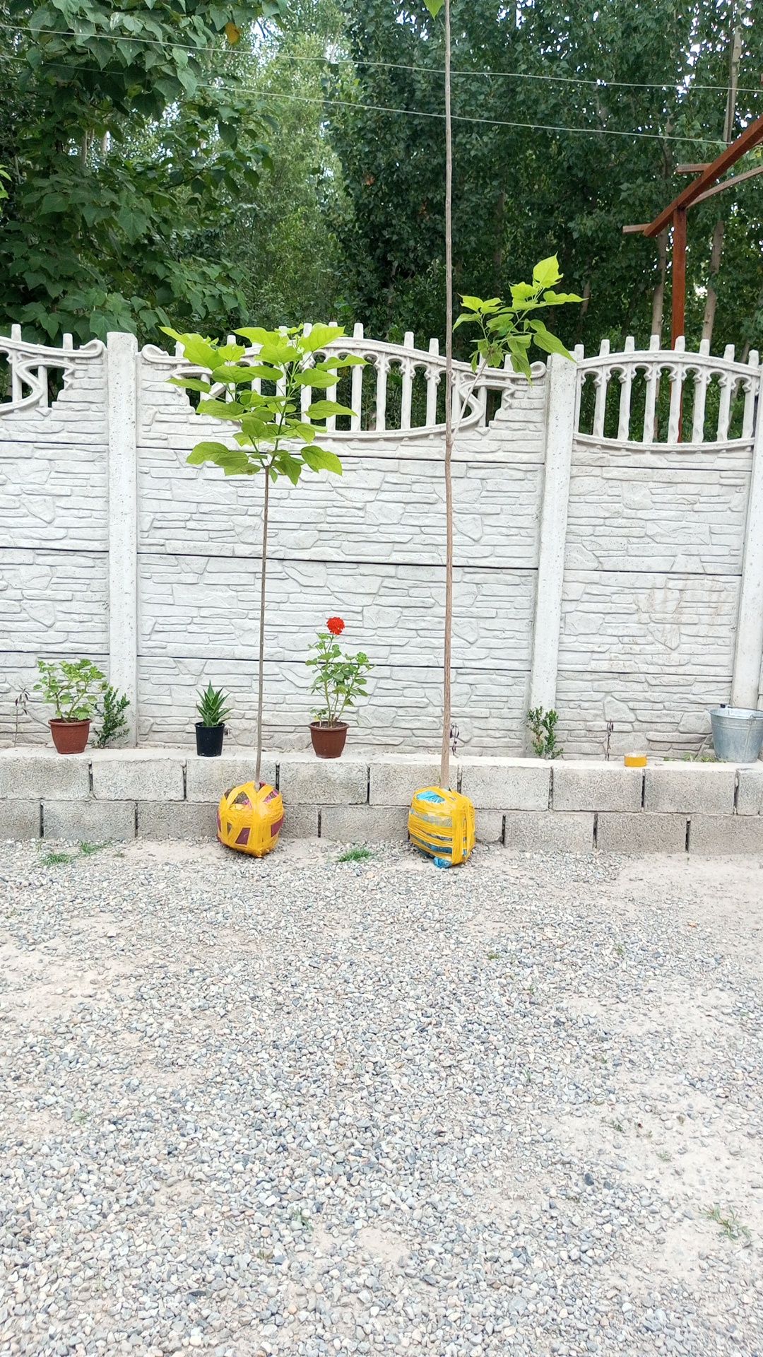 Декаратывни кочатлар