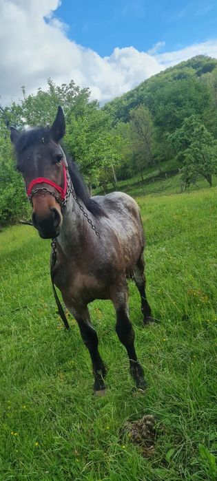 Mânz de vanzare de 1 an