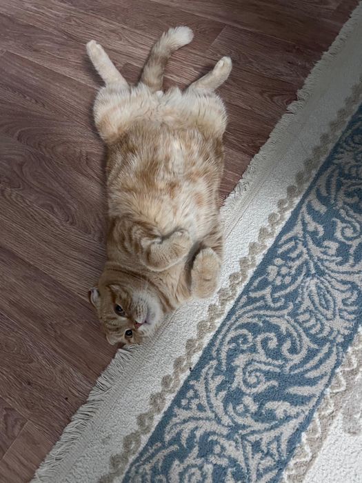 Кошка и кот бесплатно