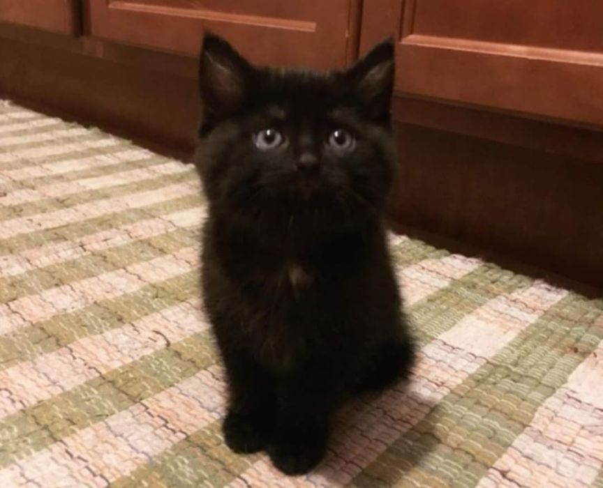 British Black băiețel