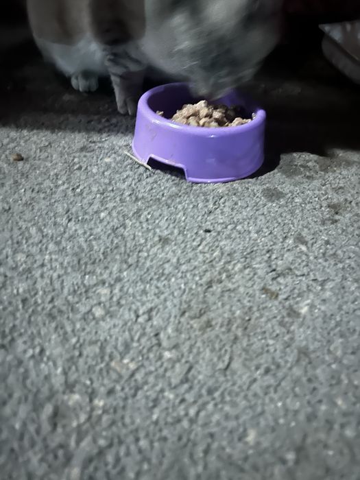 Молодой котик ищет дом