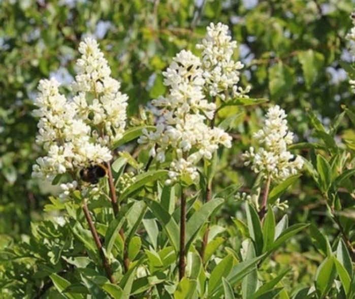 (Ligustrum vulgare) lemn cainesc pentru gard viu