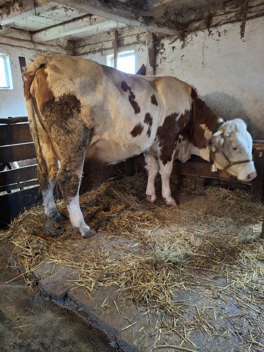 Vacă de vânzare  cu vițel