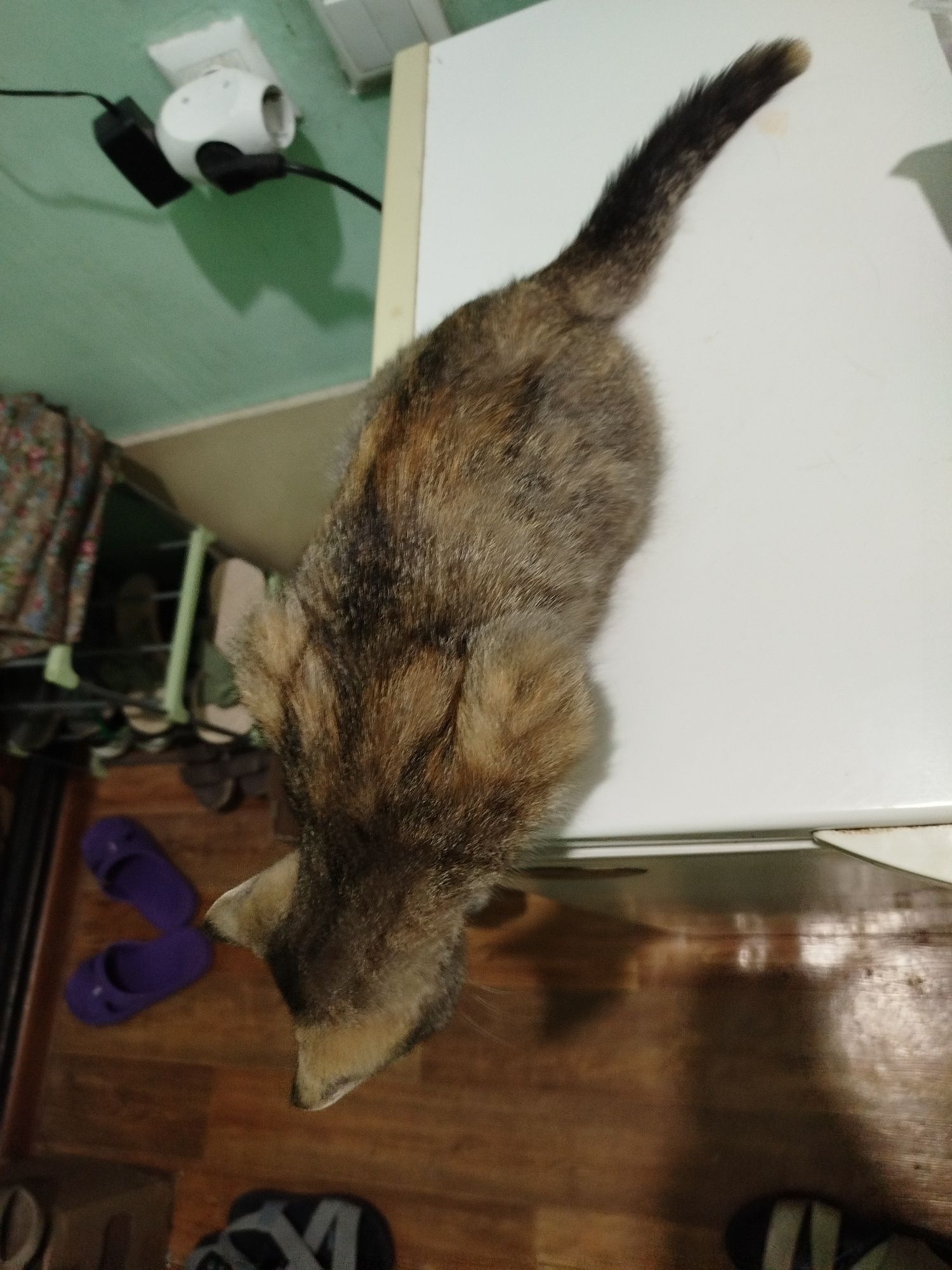 Котёнок девочка 2 месяца отдаю