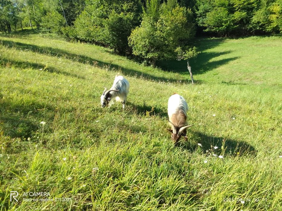 Vând doi țapi cu coarne urgent negociabil